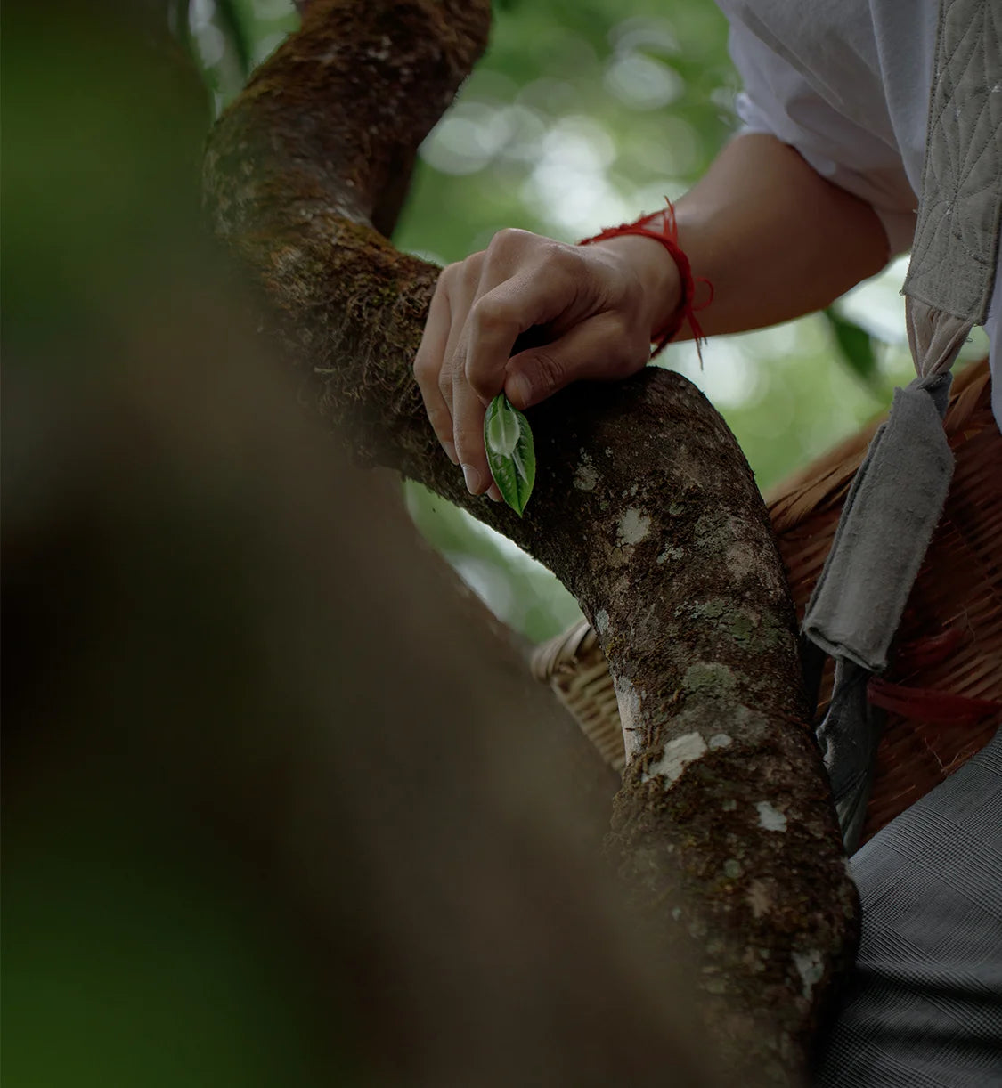 Cha Wang Pu'er Sheng Cha