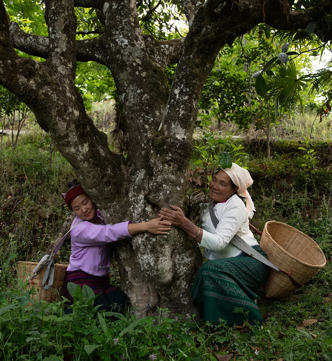Cha Wang Pu'er Sheng Cha