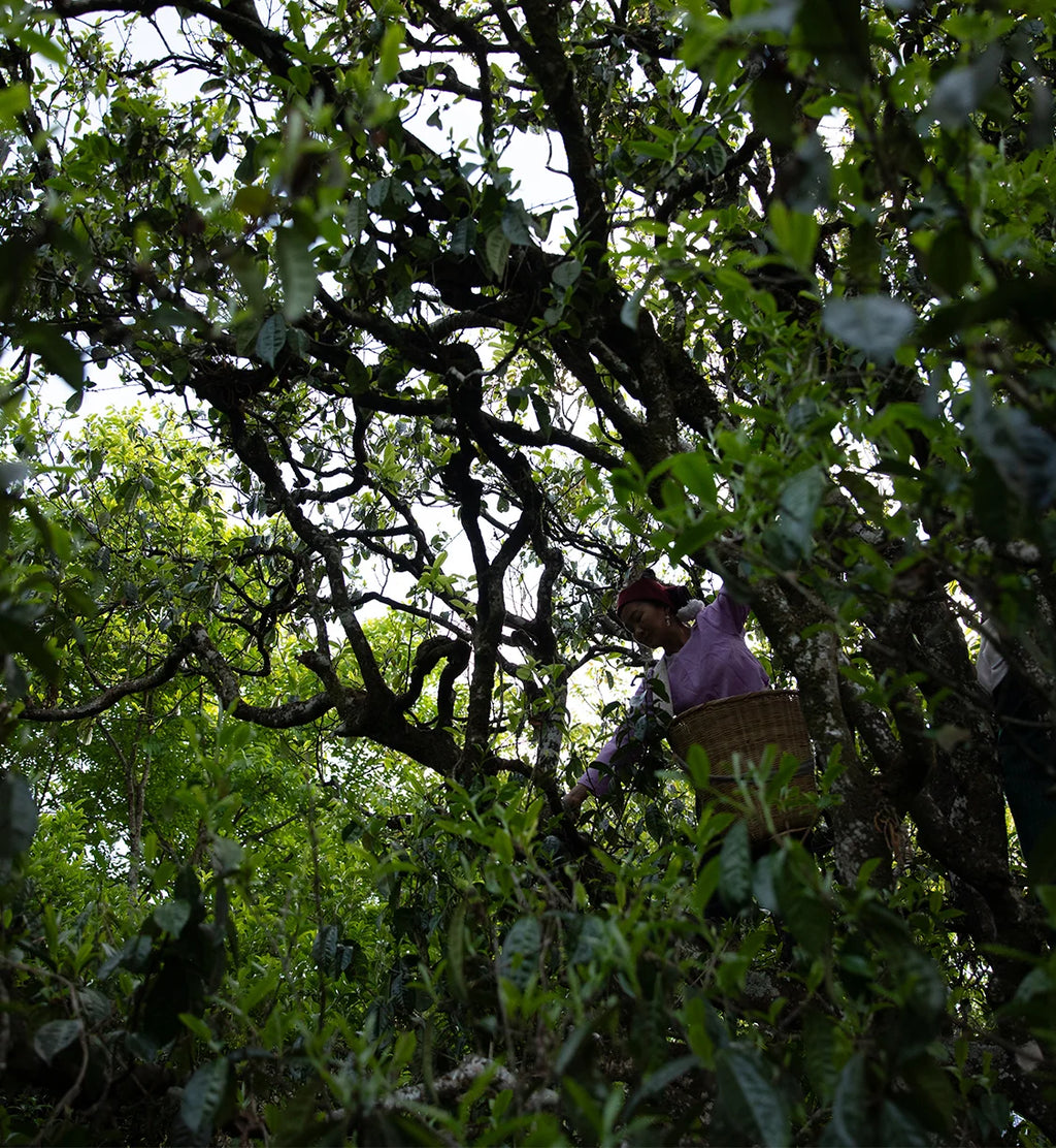 Cha Wang Pu'er Sheng Cha