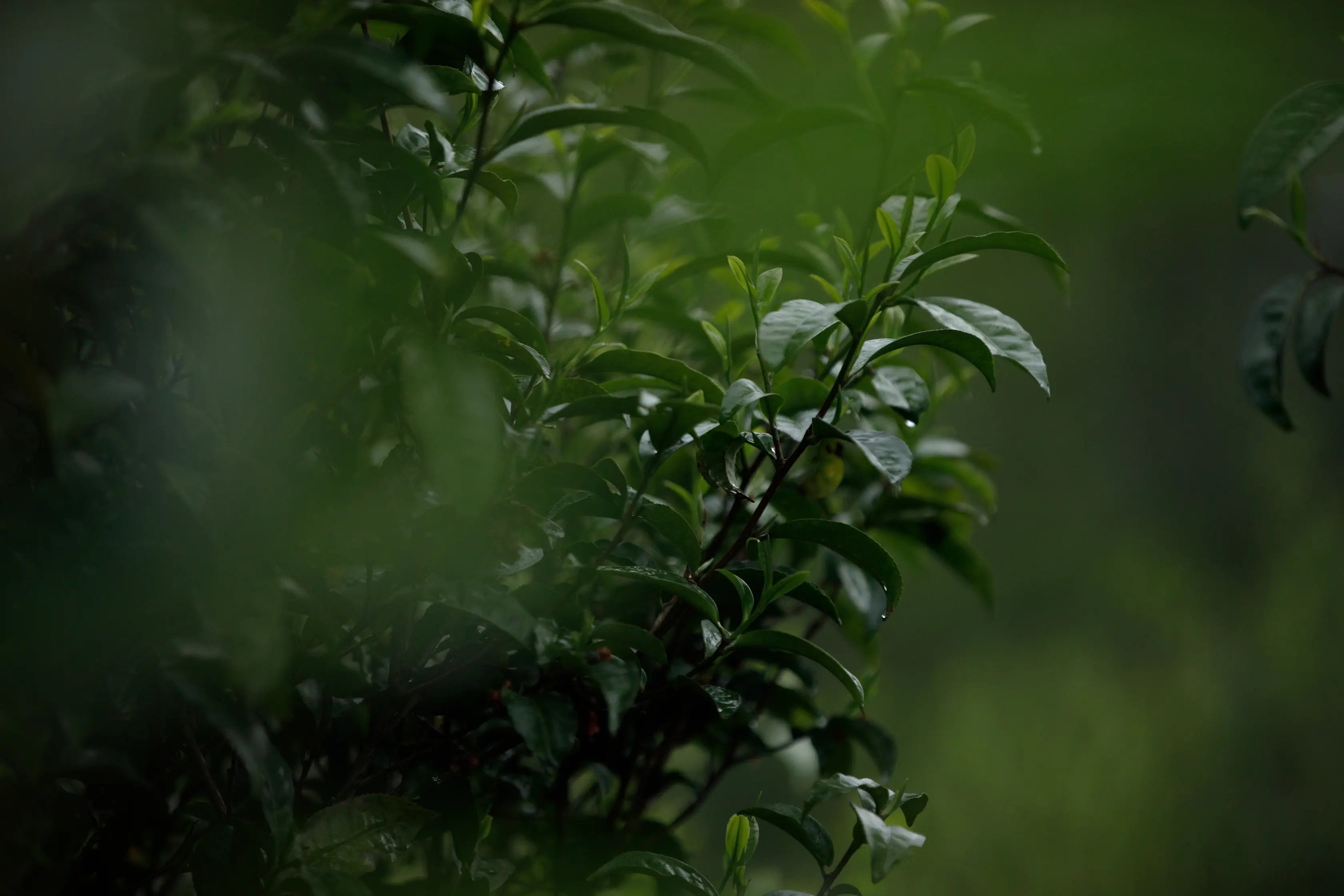 Hand-harvested tea leaves at bodhi Tea garden