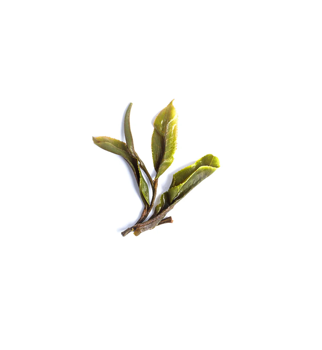 Pu'er Sheng Cha