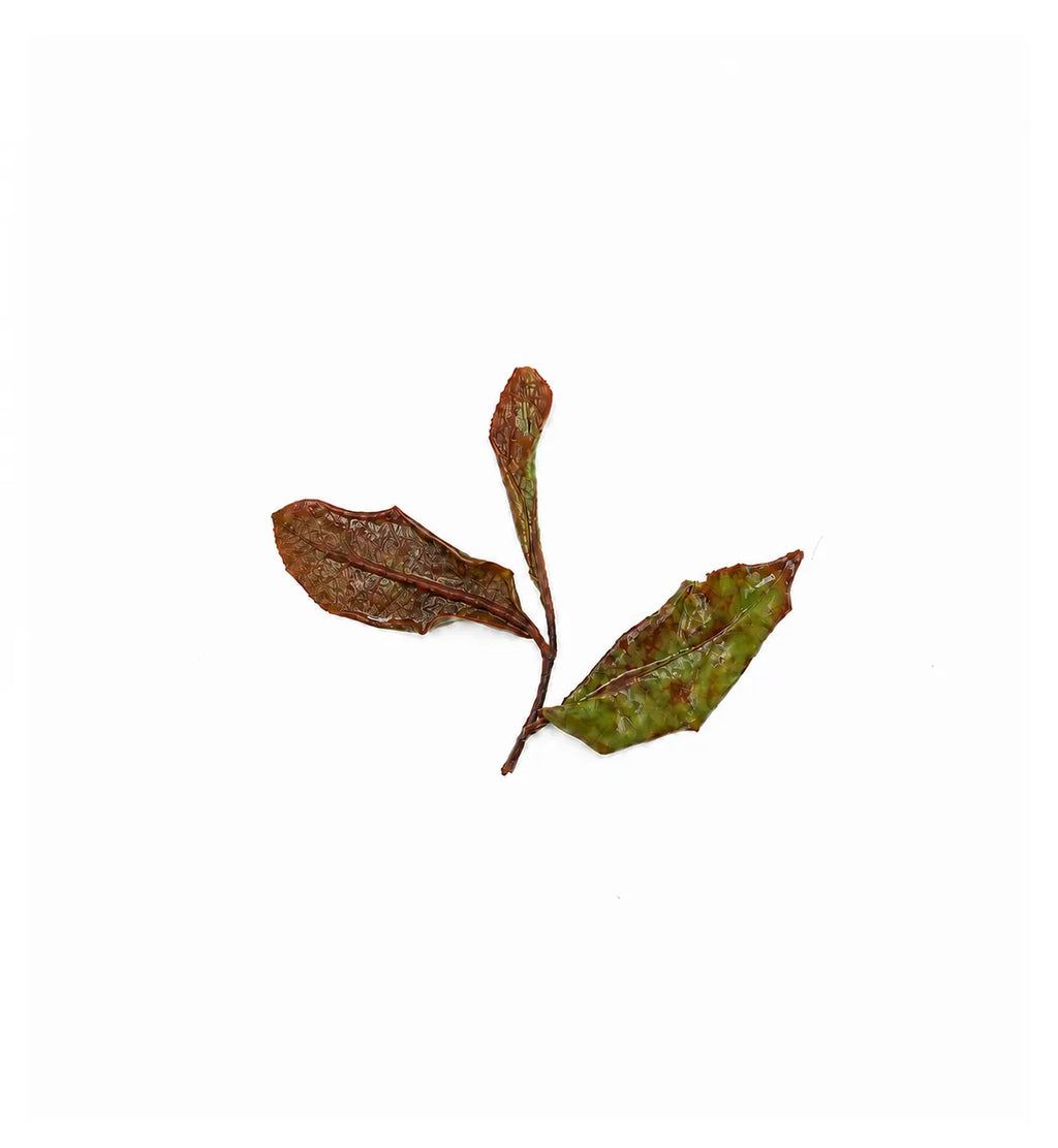 Yue Guang Bai Cha