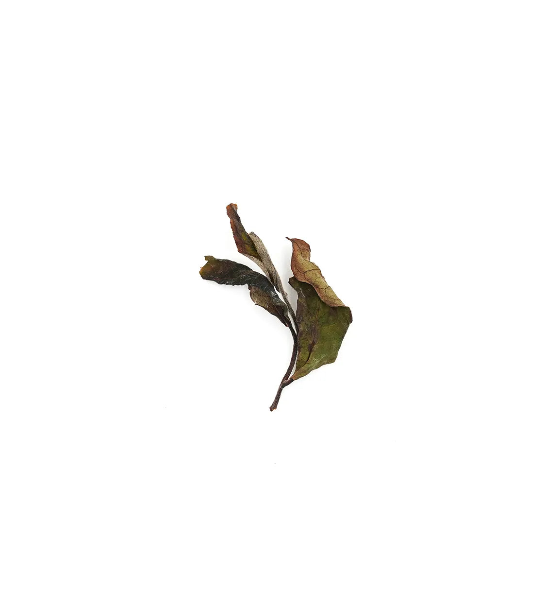 Yue Guang Bai Cha